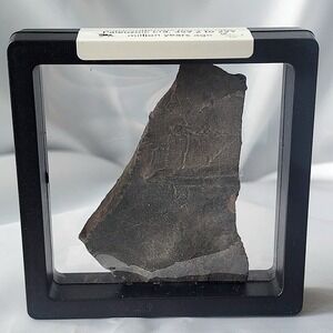 Unique Rare Carboniferous Coal Era Fossil From World Famous Union Chaple Mines